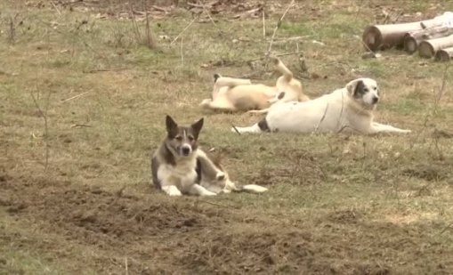 Жена превърна дома си в приют, за да помага на животни в нужда