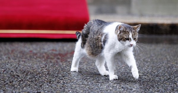 https://dnes.bg/media/files/resized/article/600x314/145/7d9cbd60ed1276c3bfd7753f57a97145-kotarakat-lari.jpeg