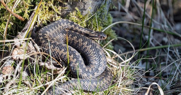 シンデレラはクロアチアで酔っ払った男を噛みました…死んだ
