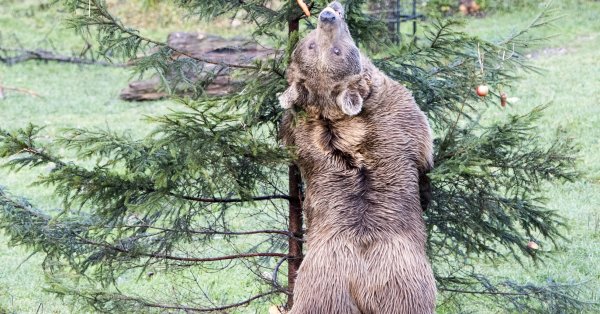 Hunter Dies After Bear Falls on Him in Virginia