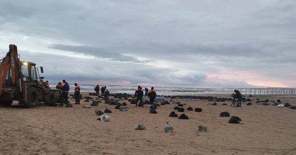石油流出後の黒海で数十匹の海洋哺乳類が死んでいるのが発見される