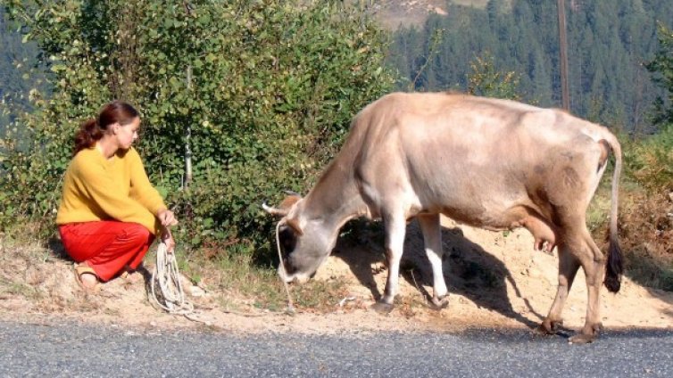 Потвърдиха за антракса в Загориче