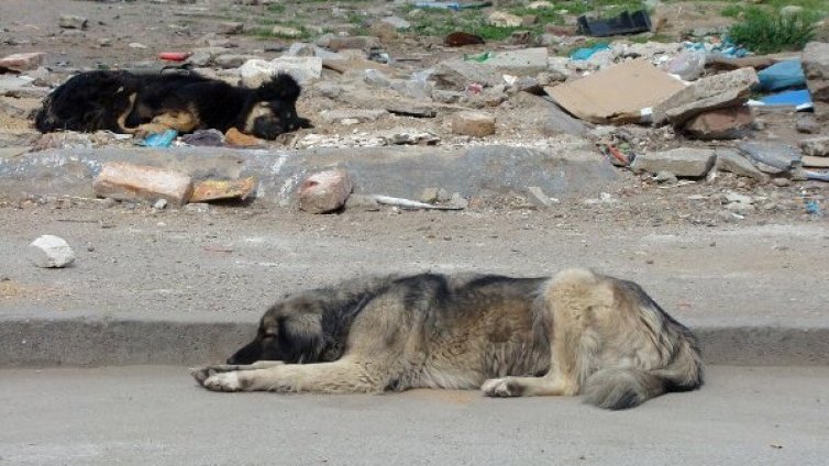 В кварталите песовете малко, в промишлените зони не