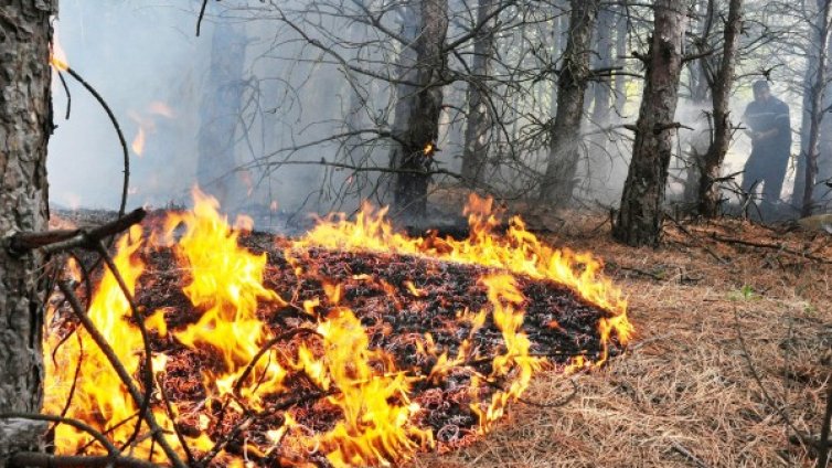 210 декара иглолистни гори изгоряха край благоевградско село