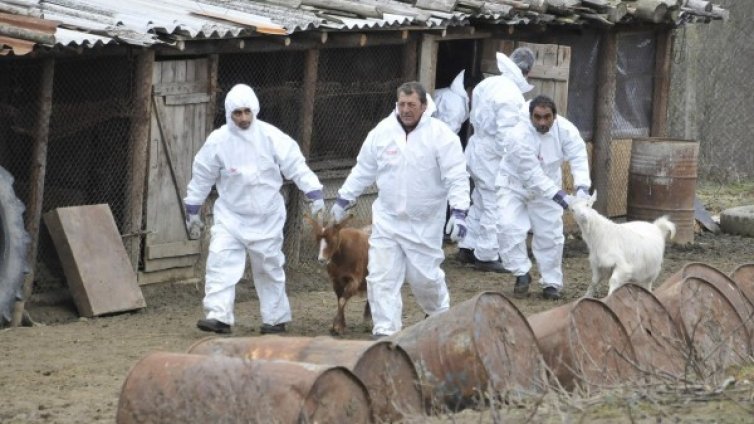 Отрицателни са пробите за бруцелоза от жители на село Ракита