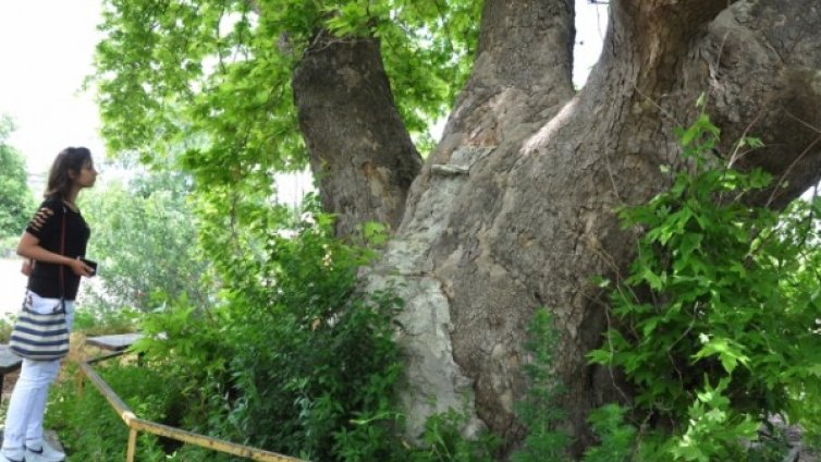 Едно от най-старите дървета у нас – във Варна