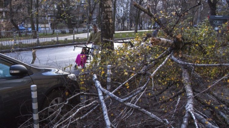 След бурята в София – потрошени клони, прелели реки 