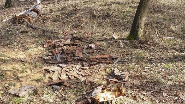 Бивш зам.-кмет на Белово хванат с незаконна дървесина