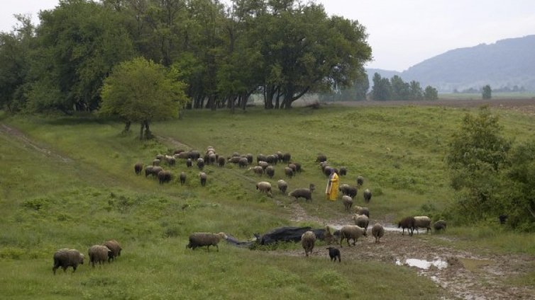 Липса на кадри: България ще си внася и овчари, говедари...