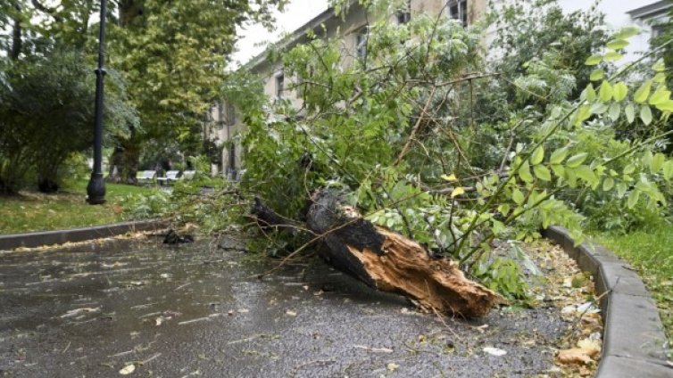 Дърво е паднало върху автомобил на семейство с дете