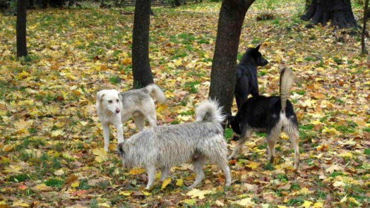 Родопчани vs. англичани: Не искат кучетата им, лаят и миришат