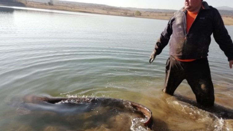 Сом гигант (2 м и 74кг) пори водите на язовир Берсин