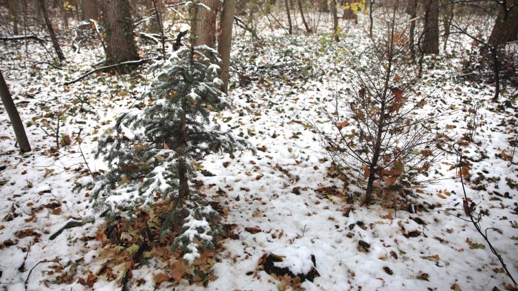 Дъжд и сняг през почивните дни, температурите ще са от 2° до 13°