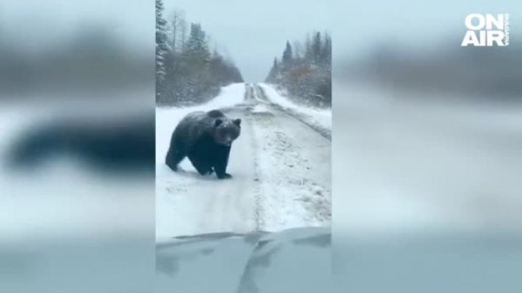 Зимен сън ли? Мечка броди из снега между села край Доспат