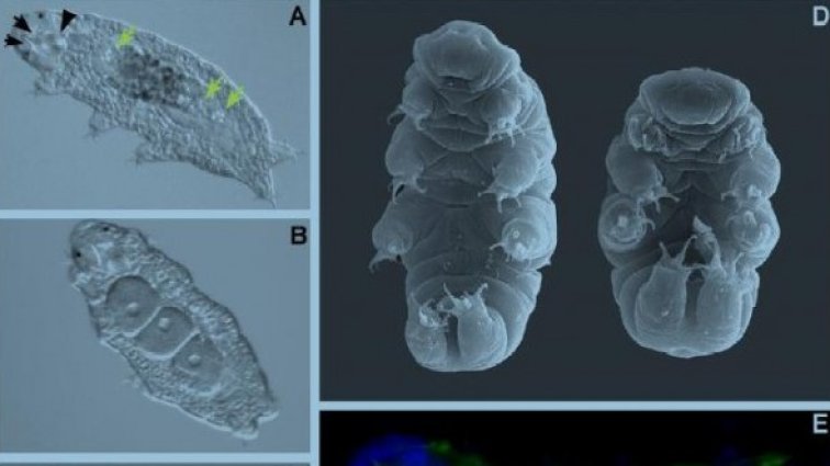 Tardigrada. Снимка: biology.unc.edu