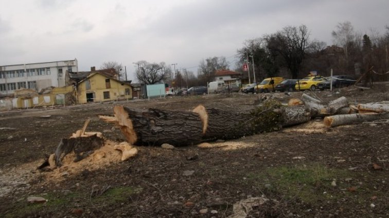 Сеч на дървета заради магазин, спасиха вековен чинар