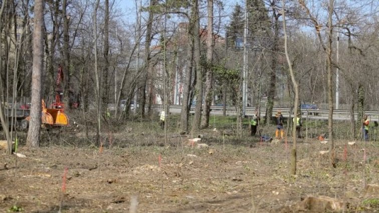 Масово недоволство след орязани дървета