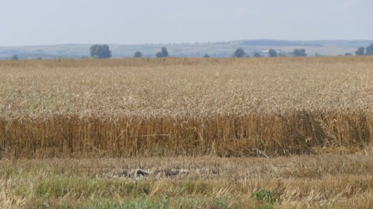 Сушата доведе до рекордно нисък добив на пшеница