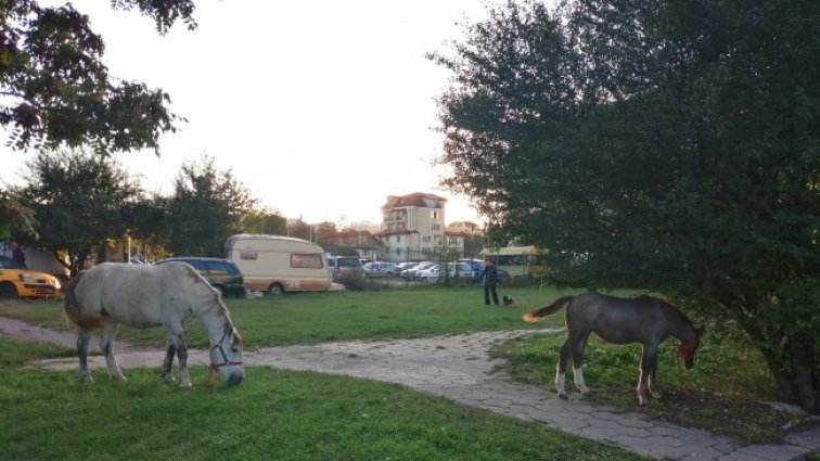 След лисици и бикове - стадо коне пасат из "Люлин", търси се собственикът им