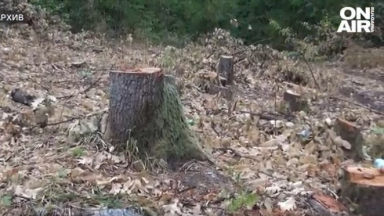 Незаконна сеч в Северозапада, лесовъди се оплакват от репресии