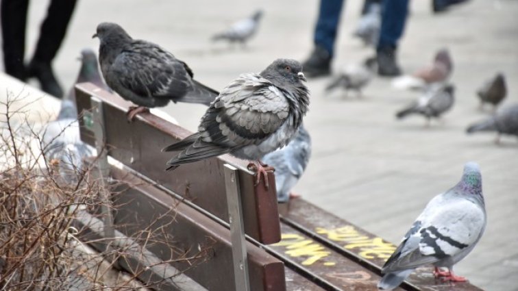 Снимка: архив, БГНЕС