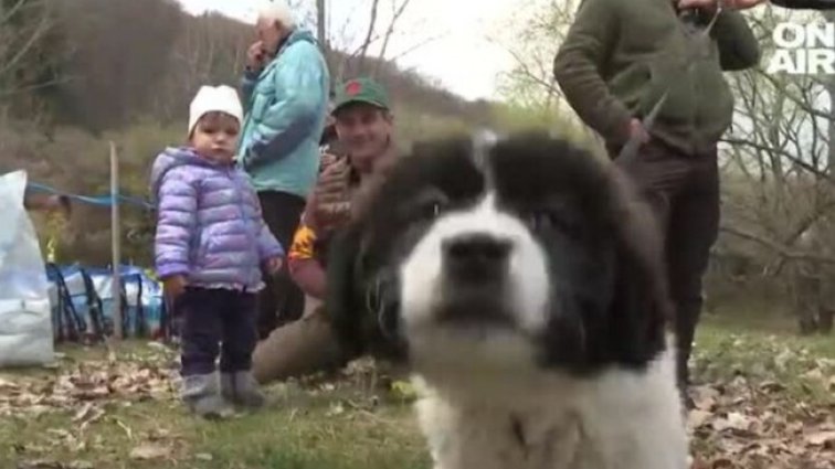 В с. Железница се проведе изложба на каракачански кучета 