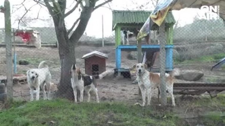 Жестоки боеве с кучета скандализираха социалните мрежи