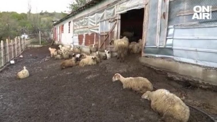 Вълци нападат стадата в кърджалийско село