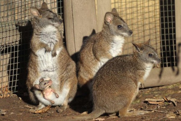 Петмесечни кенгурчета от рядката порода Parma Wallaby радват посетителите в зоопарка Шонбрун във Виена. В родната си Австралия видът доскоро се е смятал за изчезнал, но се оказа, че отделни негови представители все още се борят за оцеляване в дивата природа. Снимка: Юропикс / Булфото