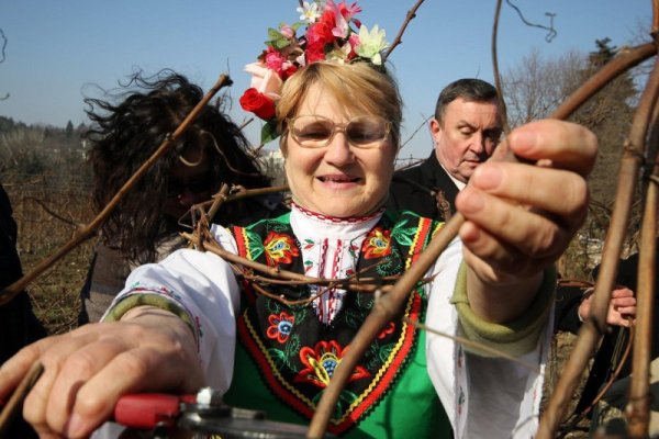 Лозари и винари се събраха в резиденция "Евксиноград" да отбележат празника си Трифон Зарезан с традиционното зарязване на насажденията. Снимка: Булфото