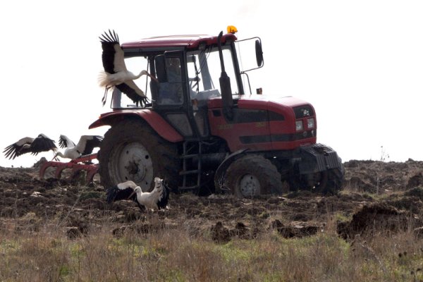 Ята щъркели завладяха нивите на Странджа в района на село Извор. Снимка: БТА