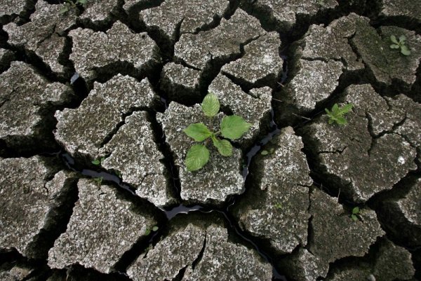 Растения поникват благодарение на малкото вода, която се движи в пукнатините на пресъхнало корито на р. Яндзъ в китайската провинция Хубей. Близо 10 милиона души в областта са засегнати от суши, невиждани в последните 50 години. Снимка: Reuters