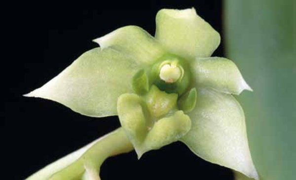 Dendrobium crassilabium.
Снимка: wwf.org