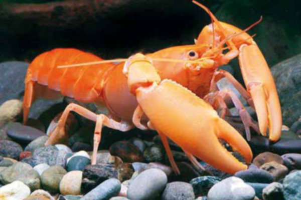 Cherax holthuisi.
Снимка: wwf.org