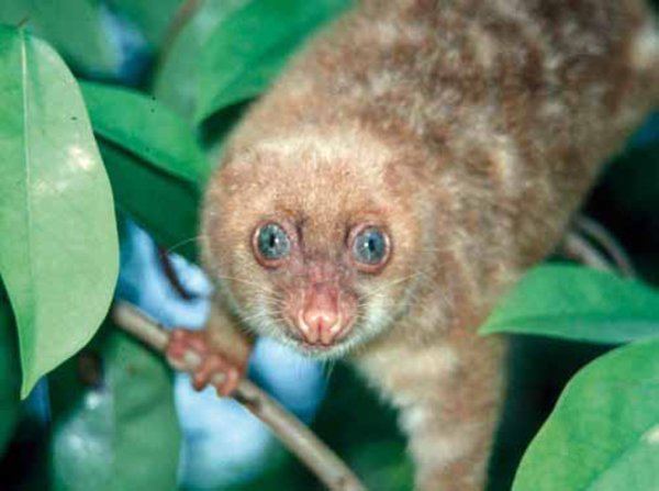 Spilocuscus wilsoni.
Снимка: wwf.org