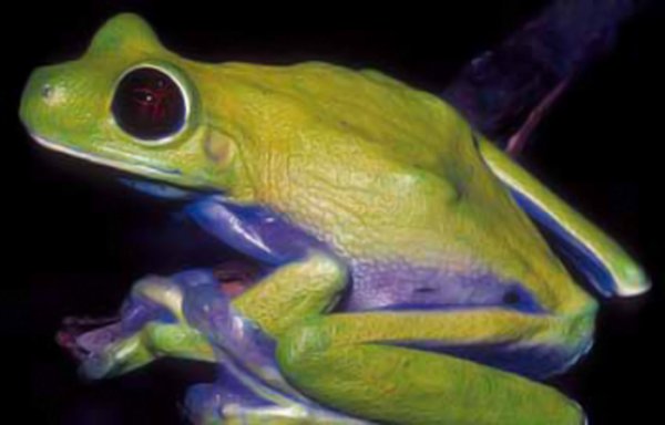 Litoria sauroni.
Снимка: wwf.org