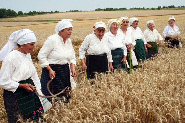 Жени в традиционни носии дават старт на жътвата в ловешкото село Горан. Жътварките обличат белите премени, хващат сърповете и с традиционни жътварски песни изправят първия сноп жито пред стопанина. Снимка: БТА