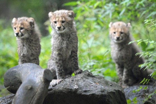 Малки гепардчета от редкия подвид Acinonyx jubatus радват посетителите в зоологическата градина в германския град Вупертал. Асали, Айо и Алима стоят близо до майка си Нийки. Снимка: БТА