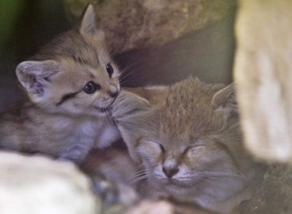 Ренана (вляво), триседмична пясъчна котка, заедно с майка й Ротем в парка Рамат Ган Сафари в Тел Авив. Това е първото коте от вида, смятан за изчезнал в Израел, което се ражда в парка. Снимка: Reuters