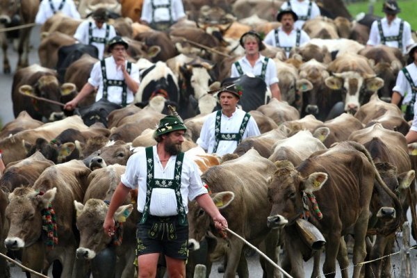 Алпийски фермери водят своите крави по път в Оберщауфен, Германия. Със специален ритуал местните фермери свалят добитъка си от летните пасища в планините и го подготвят за зимата. Снимка: БТА