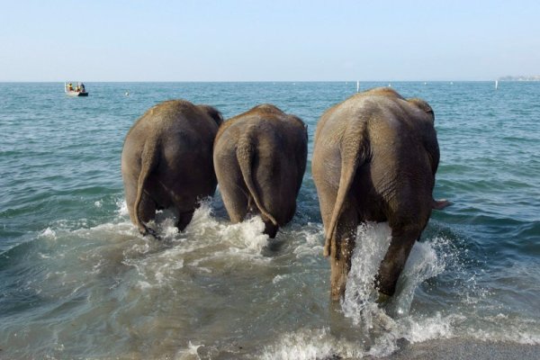 Слонове от цирк си вземат баня във водите на Женевското езеро край швейцарския град Лозана. Снимка: БТА