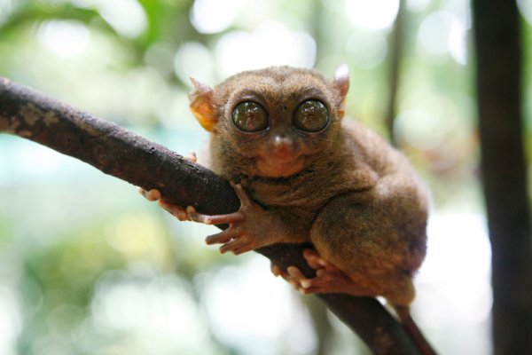 Дългопетът (Tarsier, лат. Tarsius) е малък бозайник от разред примати и има доста специфичен вид, който е създал около малкото зверче с тегло до 160 г леко плашещ ореол. Снимка: Reuters