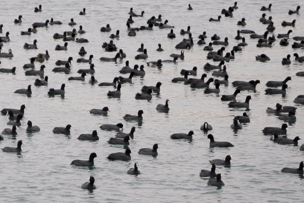 Ята от стотици водни кокошки (Fulica atra) навлязоха в пристанище Варна. От няколко години пернатите зимуват в залива, хранейки се с остатъците от товаро-разтоварната дейност на зърнени култури. Снимка: БТА