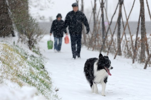 Домашно куче се разхожда пред своите стопани по алея в китайския град Шенянг, провинция Ляонин. Снимка: БТА