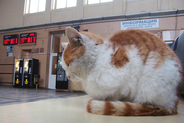 Котка дреме в гара Мездра и изобщо не се впечатлява от стачката на БДЖ и липсата на влакове. Снимка: БТА