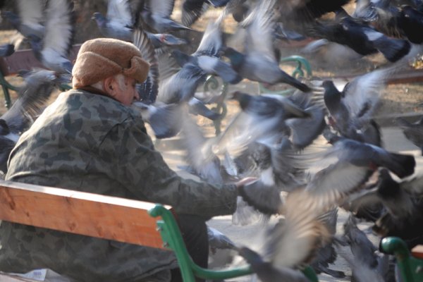 Пенсионер храни ято гълъби в пловдивски парк. Снимка: БТА