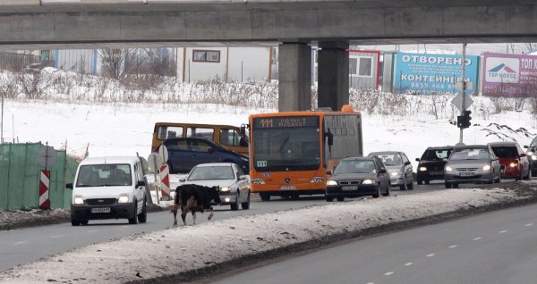 Снимка: Булфото