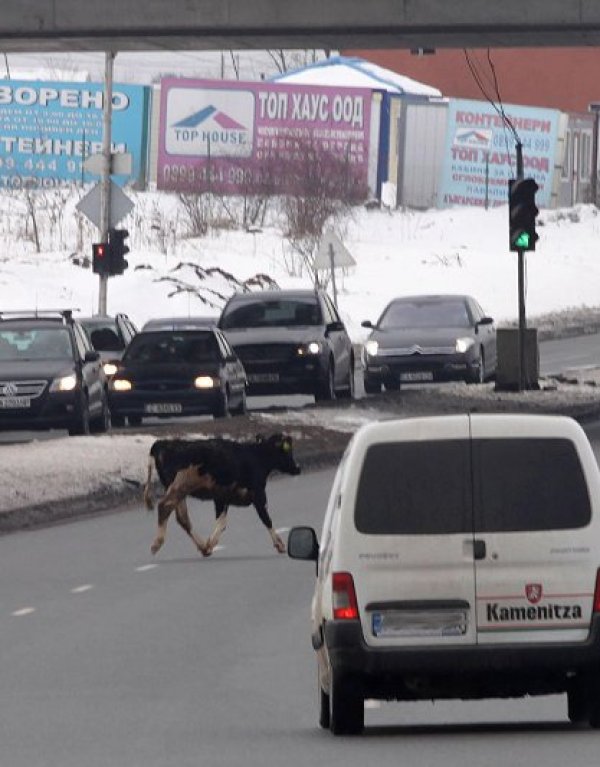 Снимка: Булфото