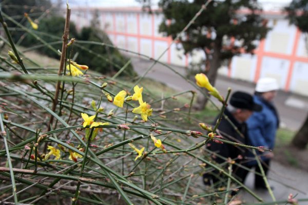 След рязкото затопляне на времето във Варна и региона жасмините в морската градина цъфнаха. Снимка: Impact Press Group