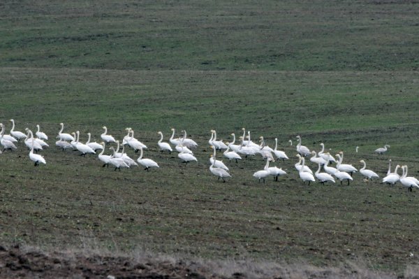 Между 300 и 400 лебеди обитават землището на село Твърдица, община Бургас. Скоро те ще поемат обратно пътя към северните страни, откъдето идват през зимата. Снимка: БТА